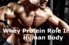 Whey Protein role in the human body